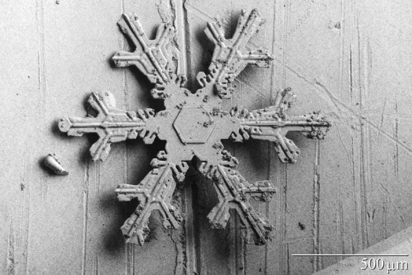 Figure 4. Dendritic snow crystal. The centre of the crystal shows its early hexagonal shape