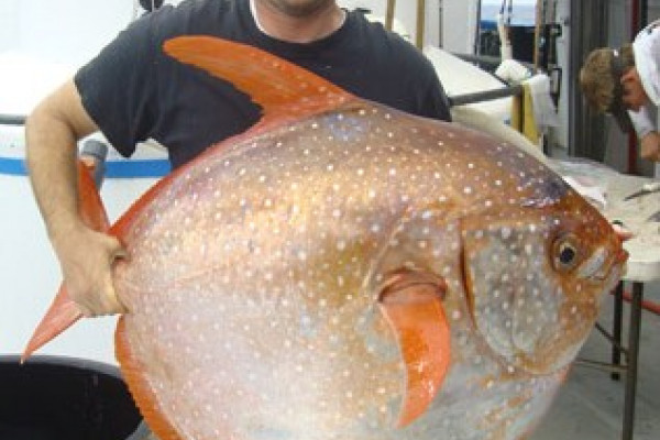 Researcher and lead author, Nick Wegner, holding a recently captured opah