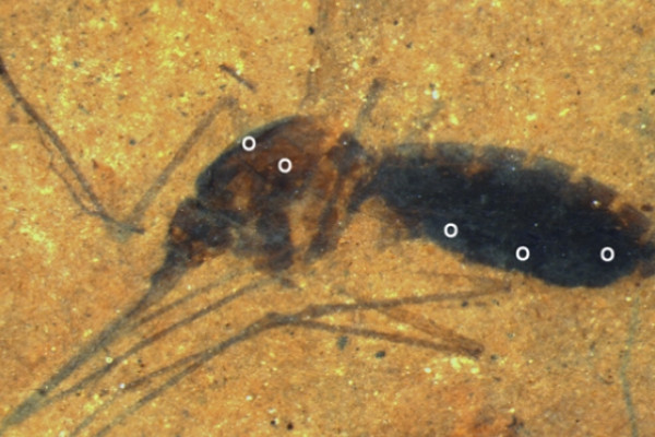 Fossil Culiseta species female mosquito. Time-of-flight secondary ion mass spectrometry (ToF-SIMS) analysis sites. White dots indicate areas on the abdomen and thorax were analyzed.