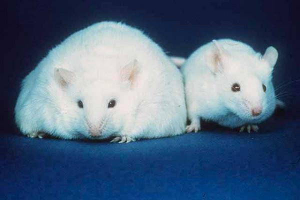 Two mice; the mouse on the left has more fat stores than the mouse on the right.