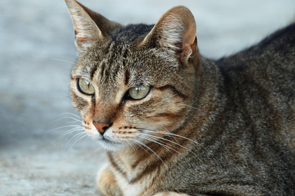 Portrait of a tabby queen (Domestic cat, Felis silvestris catus)