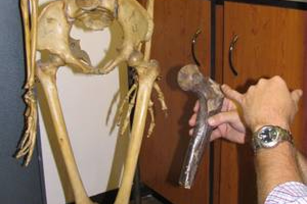 Professor Lee Burger comparing a giant fossil femurs to that of a modern-day South African female.