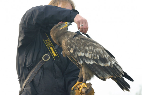 Fitting a camera on Cossak the Eagle