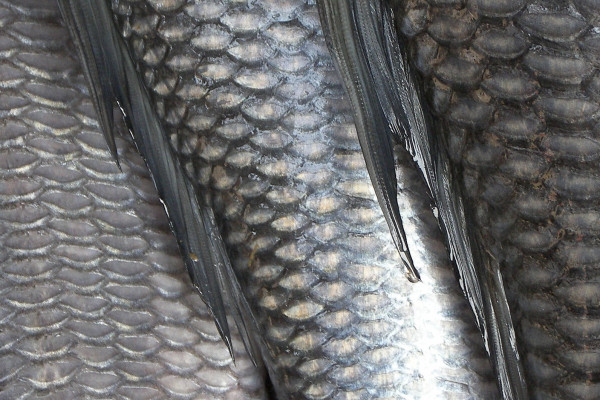 Fish scales