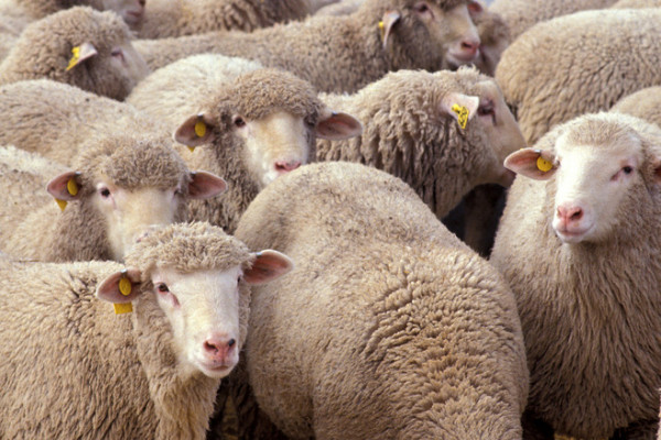  Flock of sheep. These particular sheep belong to a research flock at the US Sheep Experiment Station, Idaho