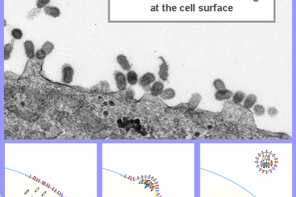 Influenza A Virus assembling at the cell surface