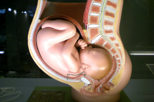 Model of a baby in the womb