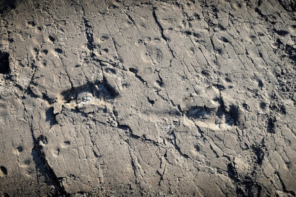 Ancient hominin footprints at the Laetoli site, Tanzania. Credit: Raffaello_Pellizzon