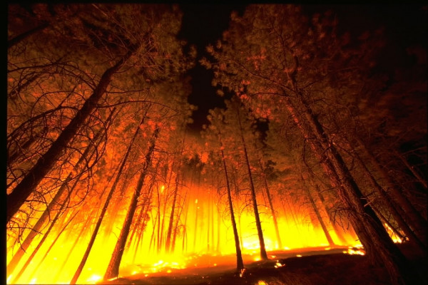 Forest Fire