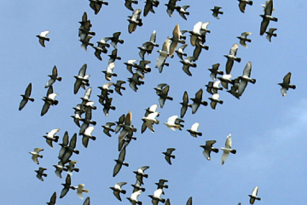 Flock of birds in flight