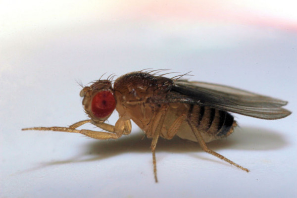 Fruit fly - drosophila