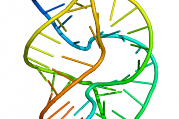 Full-Length colour-coded so that the 5'-end of each RNA strand is blue and the 3'-end is red. The individual nucleotides are represented as toothpicks, and the phosphodiester backbone as a narrow tube.