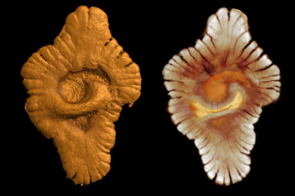 Virtual reconstruction (via microtomography) of the outer (left) and inner morphology (right) of fossil specimens from the Gabonese site Credit: ©El Albani - Mazurier