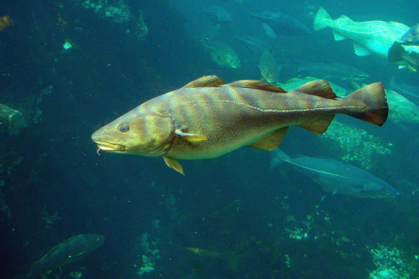 Cod (Gadus morhua)