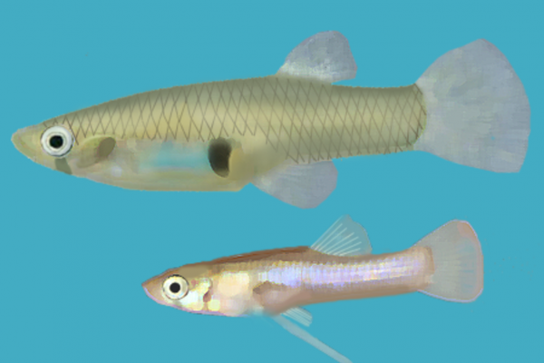 Mosquitofish - Gambusia holbrooki. Female (up), male (down)