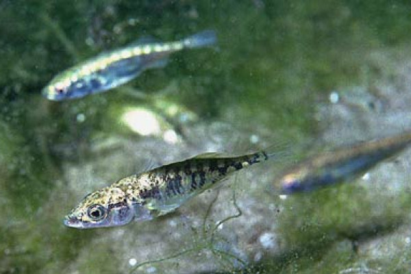 Gasterosteus aculeatus - Three Spined Stickleback