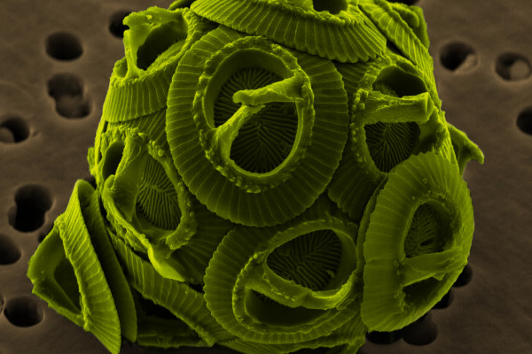 phytoplankton coccolith