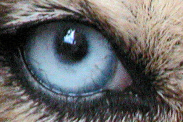 Husky eye