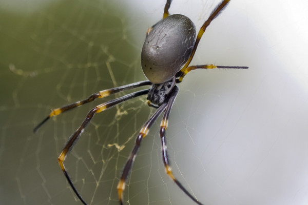 Golden Orb Weaver.