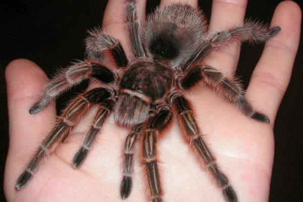 Grammostola rosea - Chilian Rose Hair Tarantula