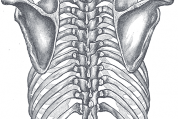 Orientation of the rib cage on the vertebral column - Posterior view of the thorax and shoulder girdle