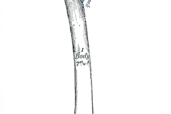 Femur, from Grays Anatomy