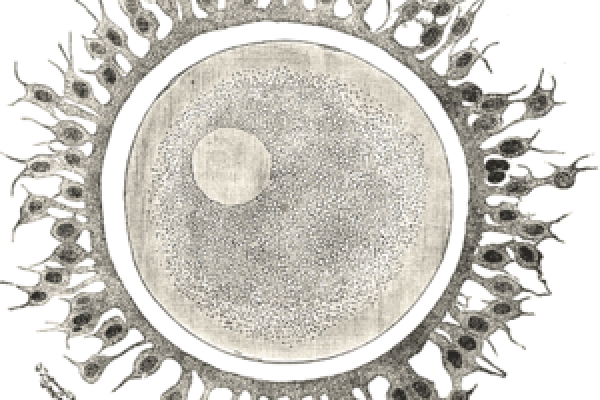  Human ovum examined fresh in the liquor folliculi. (Waldeyer.) The zona pellucida is seen as a thick clear girdle surrounded by the cells of the corona radiata. The egg itself shows a central granular deutoplasmic area and a peripheral clear layer,...
