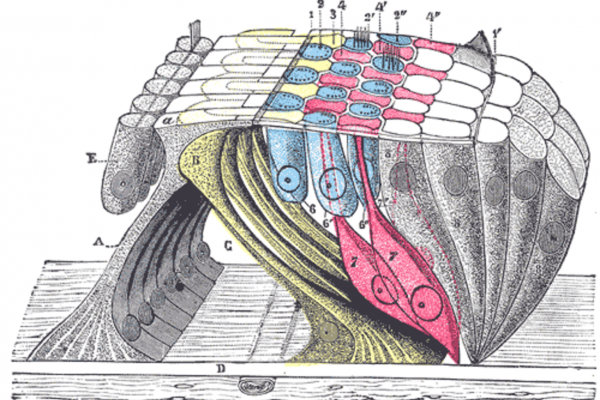 The organ of Corti (or spiral organ) is the organ in the inner ear of mammals that contains auditory sensory cells, or \hair cells.\