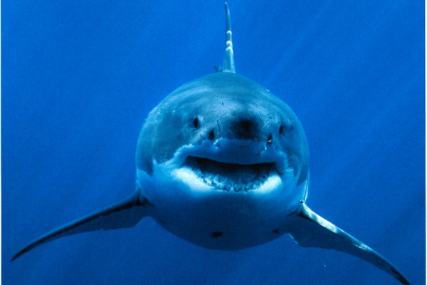 Great white shark