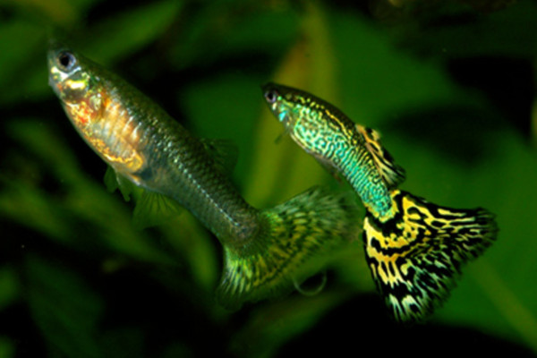 Male and female guppies (Poecilia reticulata)