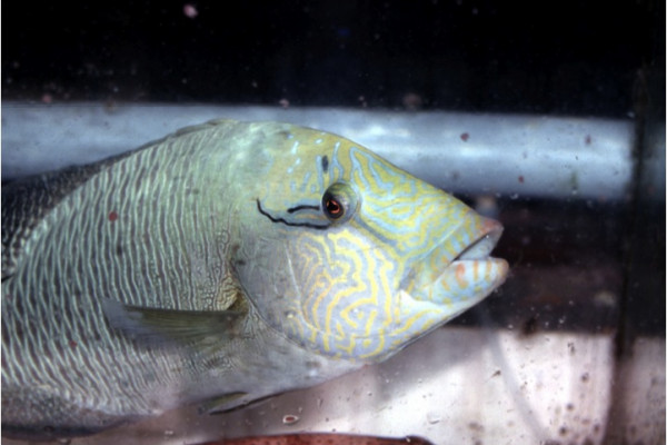 Juvenile humphead wrasse