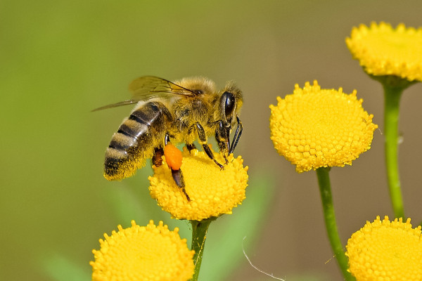 A honey bee on a flower