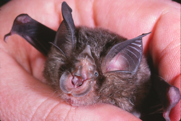Eastern Horseshoe Bat - Rhinolophus megaphyllus