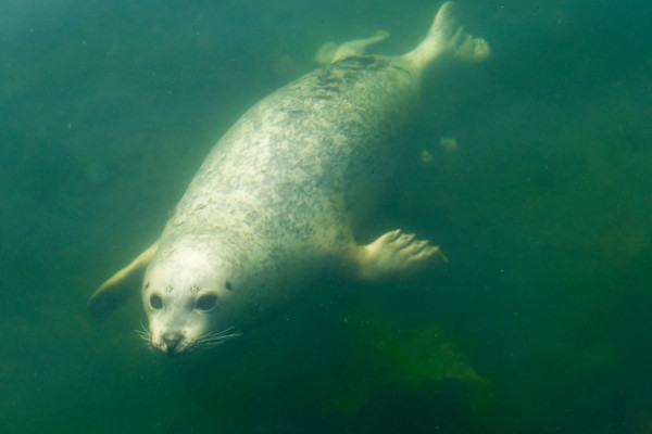 Harbour seal underwater