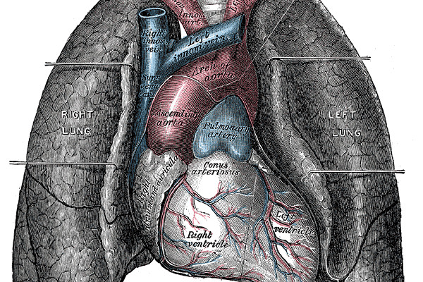 A human heart and lungs