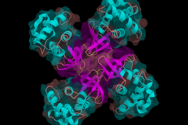 A DNA helicase (Ruva protein) from a bacterium, Escherichia coli, at pH 4.9 and room temperature.