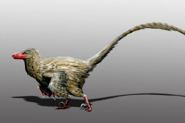 Hesperonychus elizabethae, Late Cretaceous of Canada. Digital.