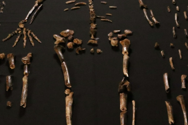 Dinaledi skeletal specimens - from eLife DOI: 10.7554/eLife.09560.003