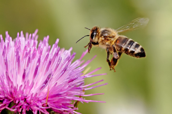 A honeybee hovering above a thistle
