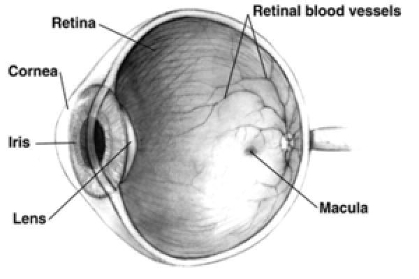 Human eye cross-sectional view grayscale