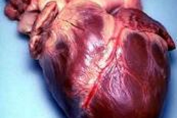 Human Heart