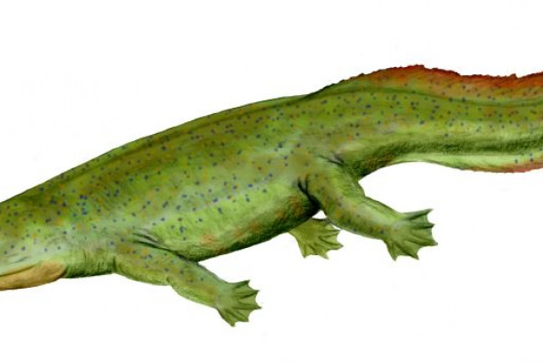 An old idea of what a tetrapod might have looked like