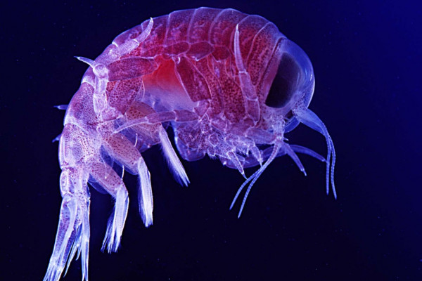 Amphipod in deep ocean