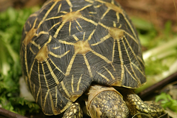 Geochelone elegans the Indian Star Tortoise