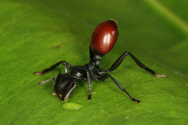 Infected ant looking like a berry