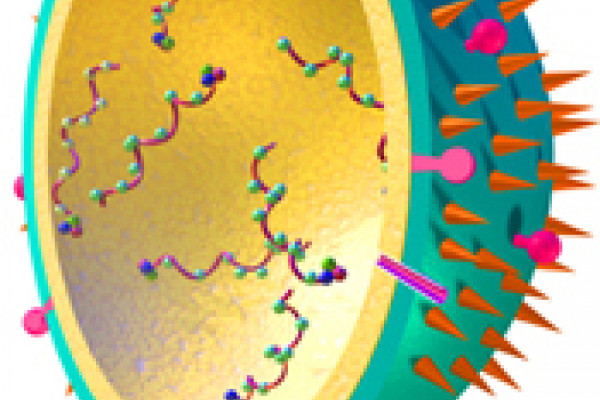 Influenza Virus model