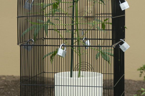 The marijuana plant under lock and key at Kew Gardens' Intoxicating Plants Event.