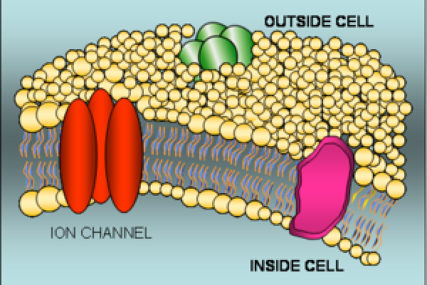  The cell membrane is a thin layer of lipids that isolates the world inside the cell from the outside. While it retains vital cell components, it prevents the exchange of water-soluble molecules. Several transport devices (as well as other proteins)...