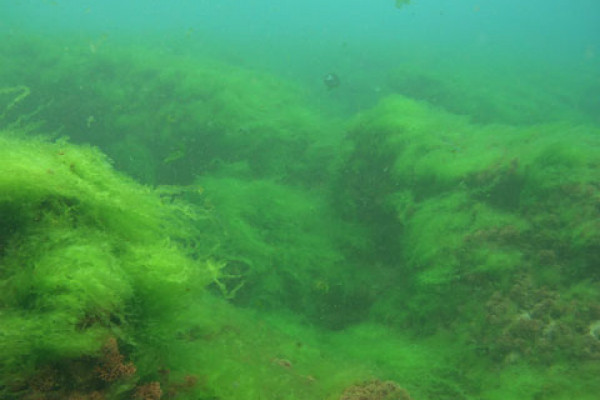 Algae growing on coral
