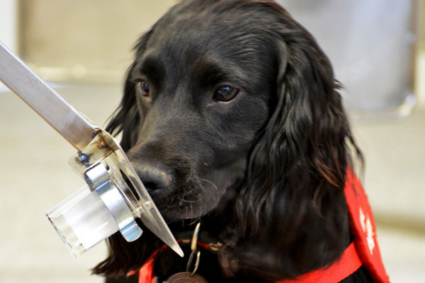 Jobi the detection dog